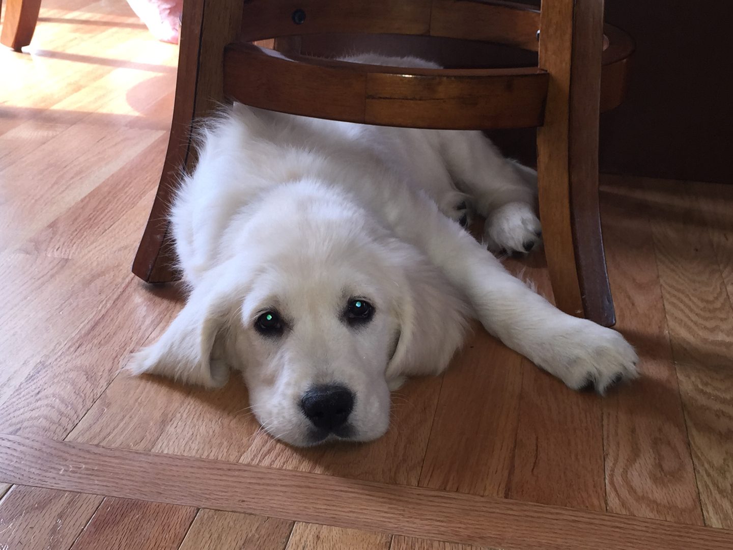 Past Starlit golden puppy