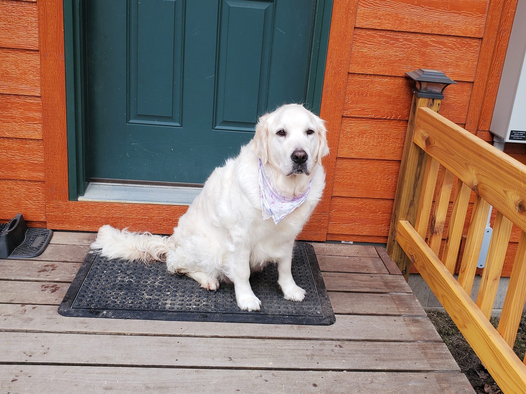 Jasmine