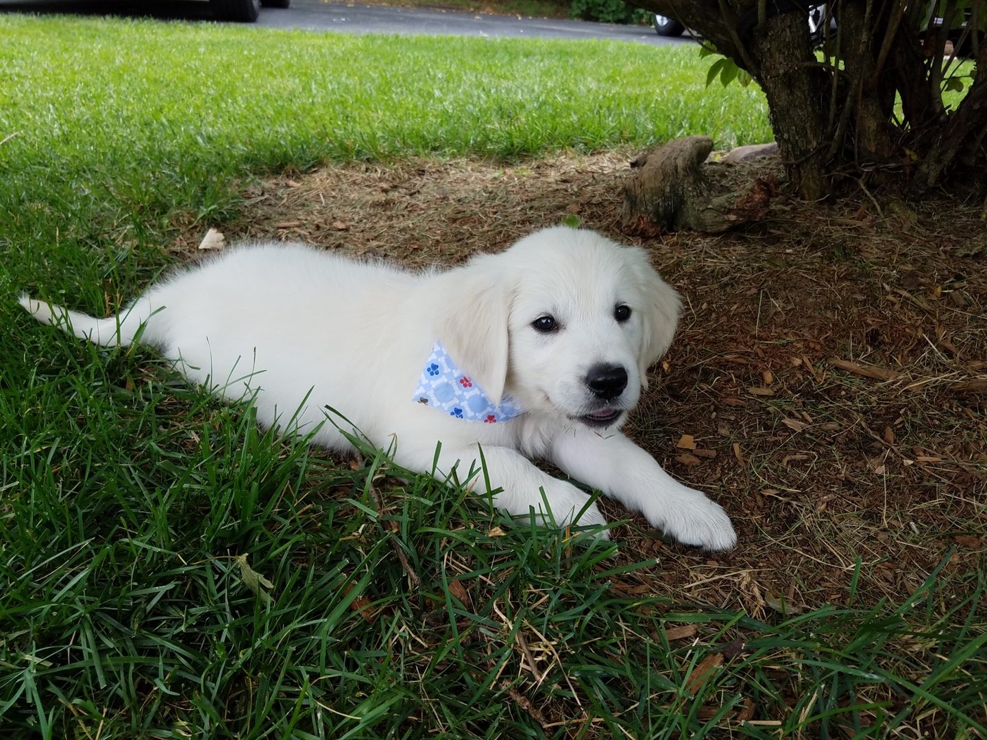 Past Starlit golden puppy