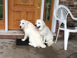 A Starlit golden retriever outdoors