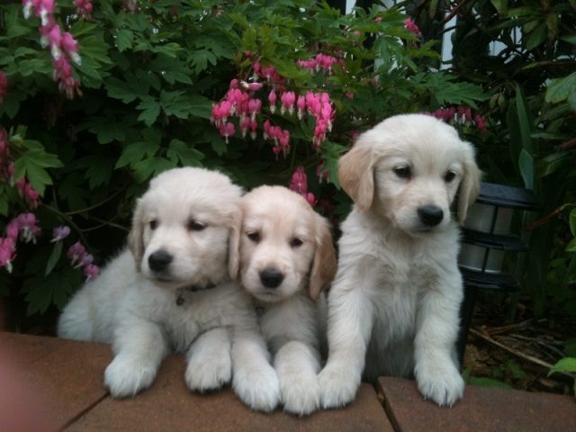 Past Starlit golden puppy