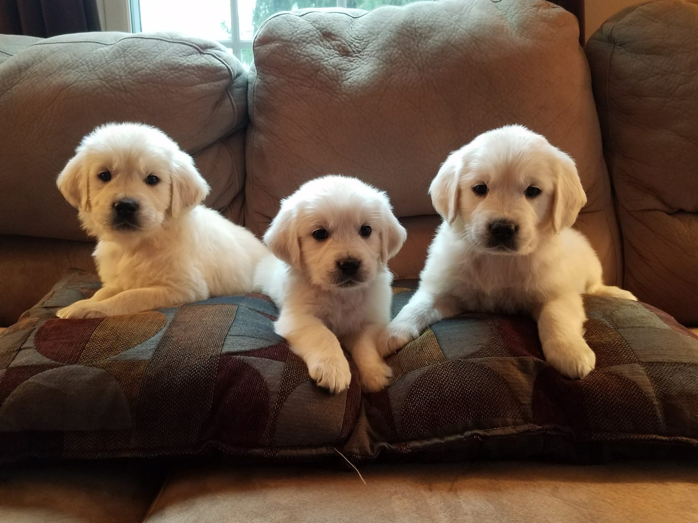 Past Starlit golden puppy