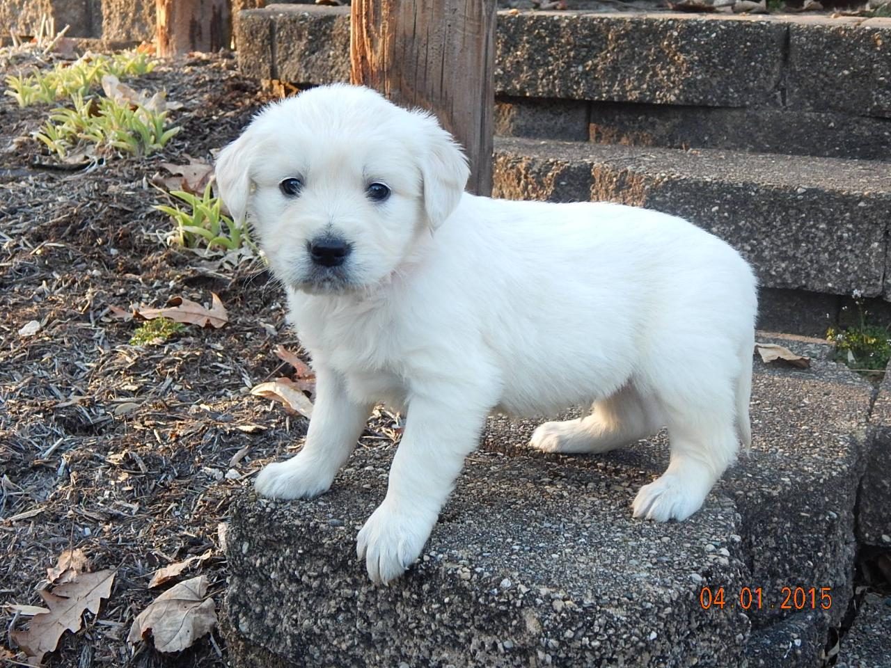 Past Starlit golden puppy