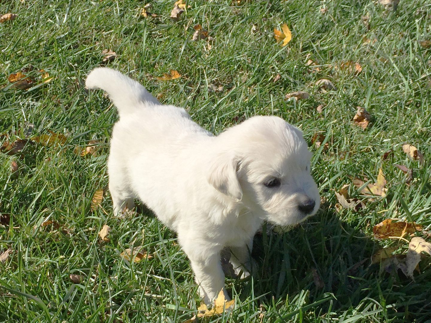 Past Starlit golden puppy