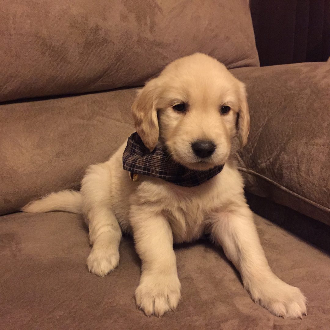 Past Starlit golden puppy