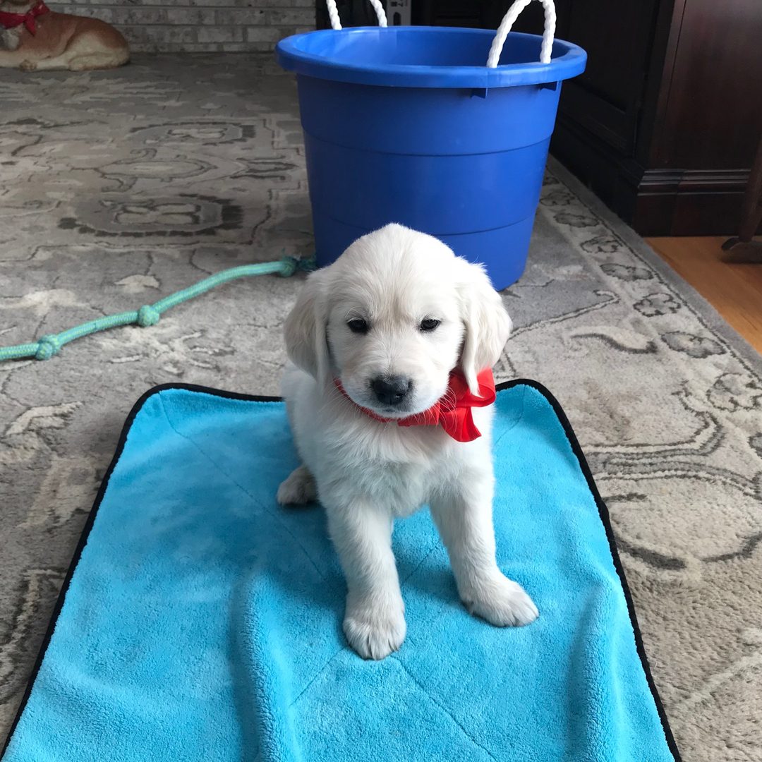 Past Starlit golden puppy