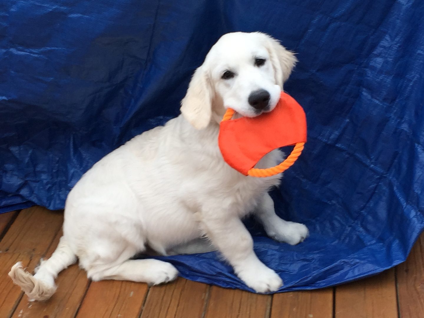 Past Starlit golden puppy