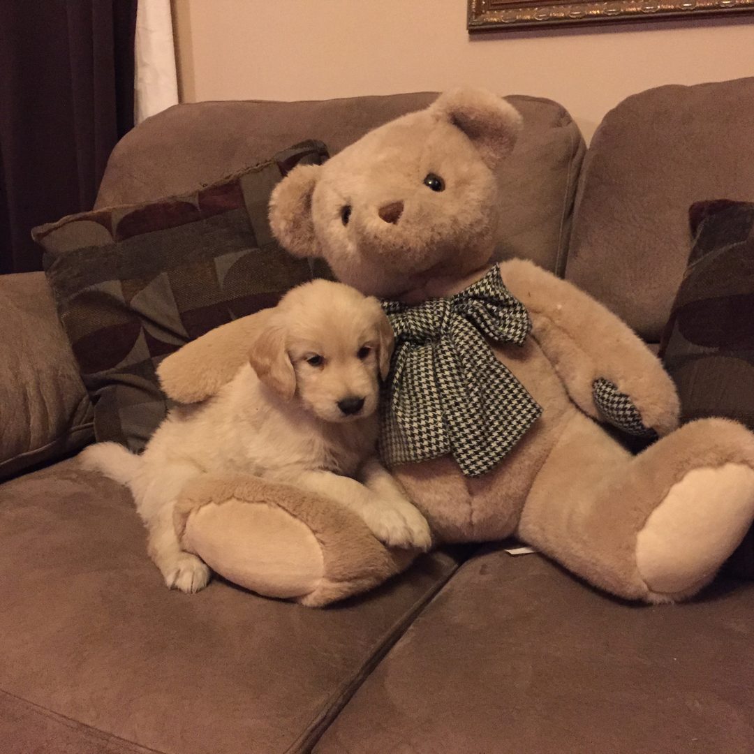 Past Starlit golden puppy