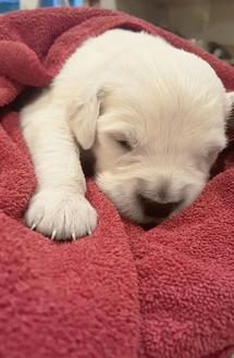 Past Starlit golden puppy