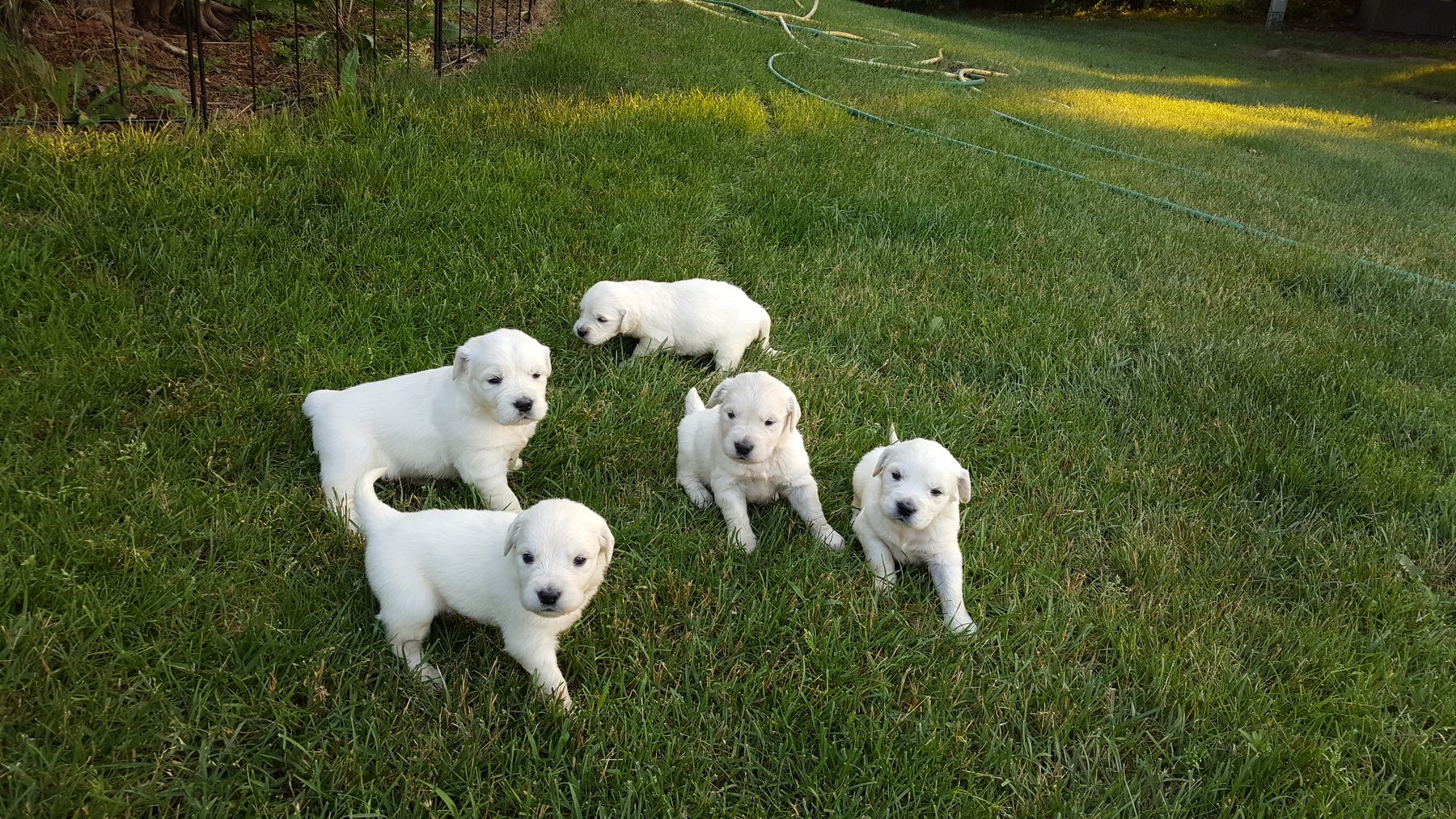 Past Starlit golden puppy