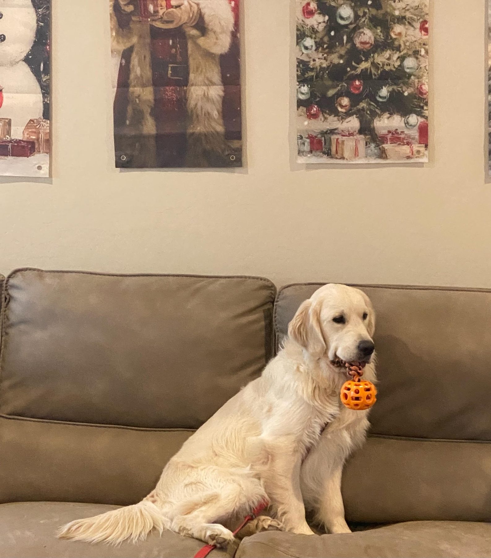 Sully, the sire
