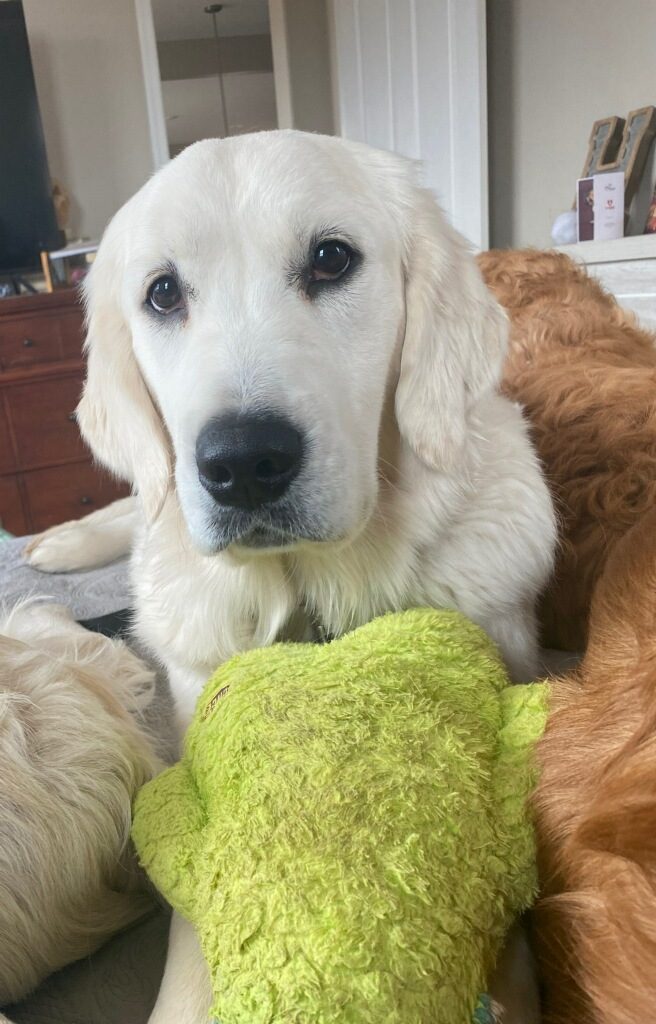 Sully
