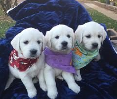 Past Starlit golden puppy