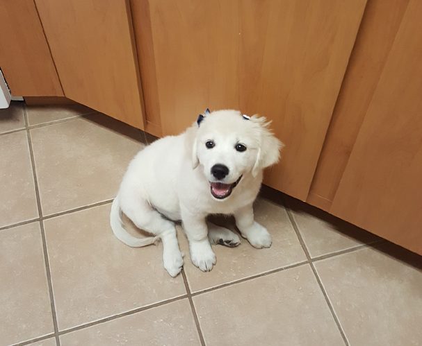 Past Starlit golden puppy