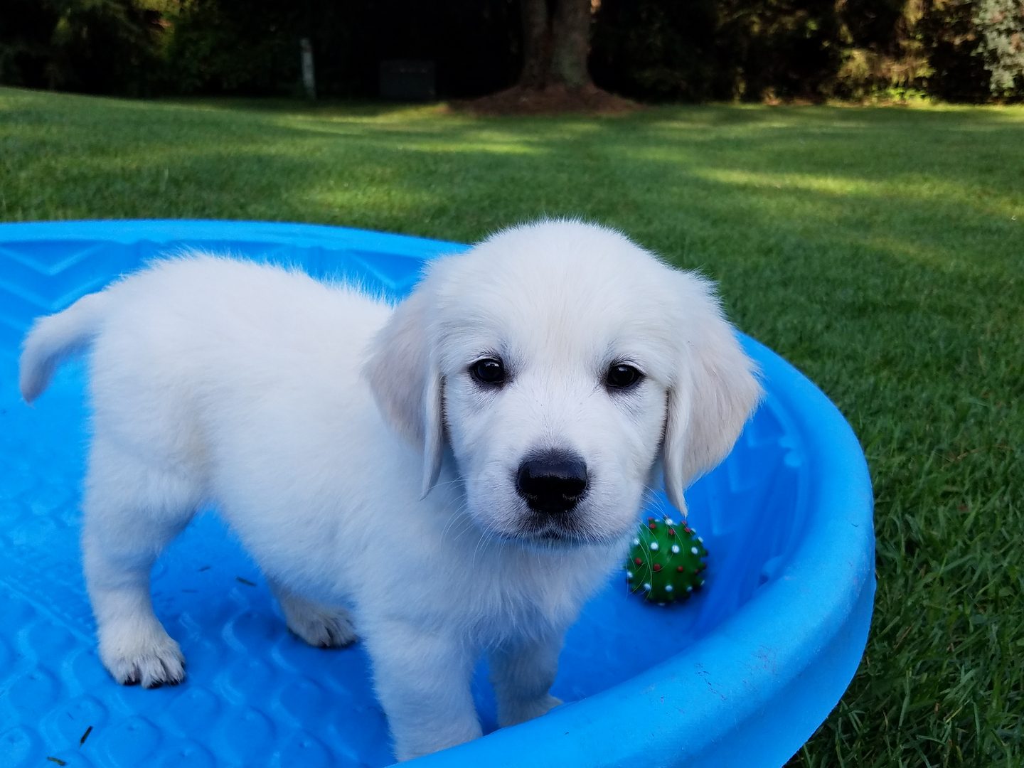 Past Starlit golden puppy