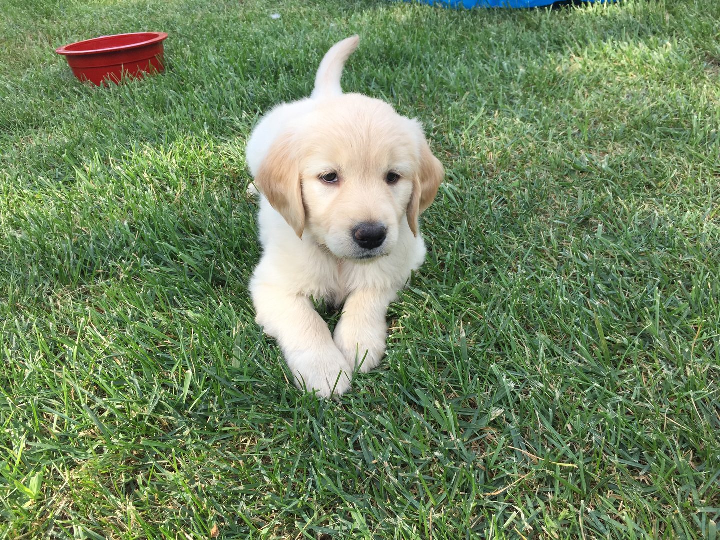 Past Starlit golden puppy